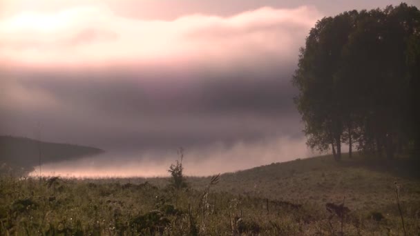 Espesa Niebla Matutina Bosque Verano Cerca Del Embalse — Vídeo de stock