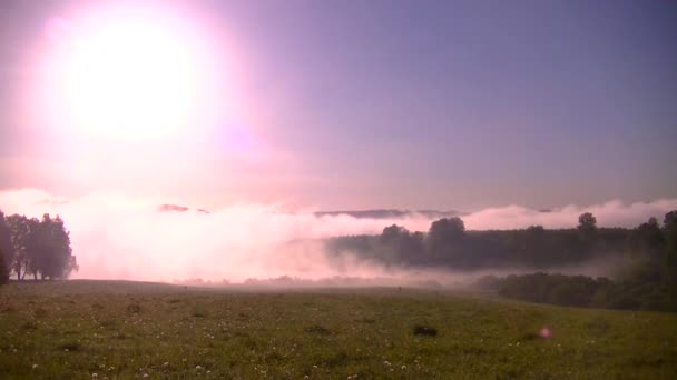 Dichter Morgennebel Sommerwald Stausee — Stockvideo