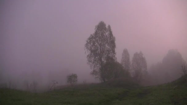 brouillard matinal épais dans la forêt d'été près du réservoir