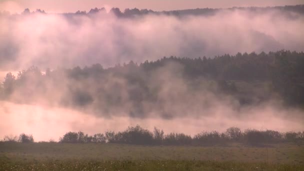 brouillard matinal épais dans la forêt d'été près du réservoir
