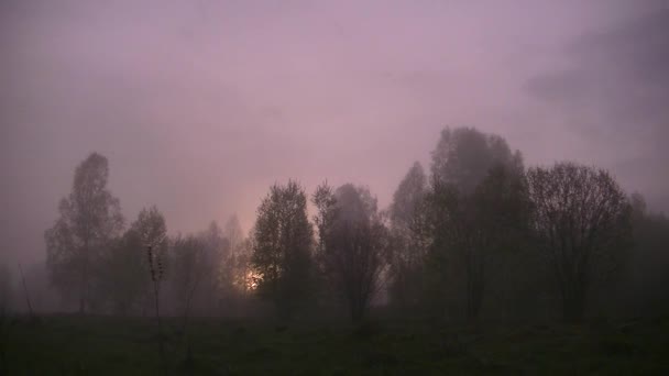 brouillard matinal épais dans la forêt d'été près du réservoir