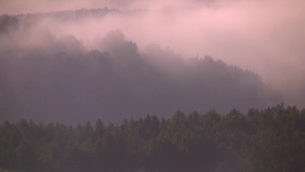 brouillard matinal épais dans la forêt d'été près du réservoir