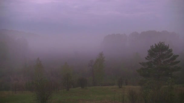 brouillard matinal épais dans la forêt d'été près du réservoir