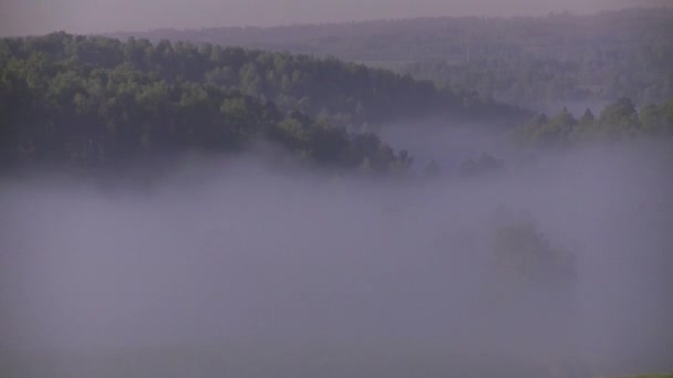 Paksu Aamu Sumu Kesällä Metsässä Lähellä Säiliö — kuvapankkivideo