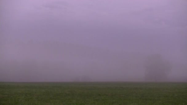 Dichte Ochtendmist Het Zomerwoud Bij Het Stuwmeer — Stockvideo