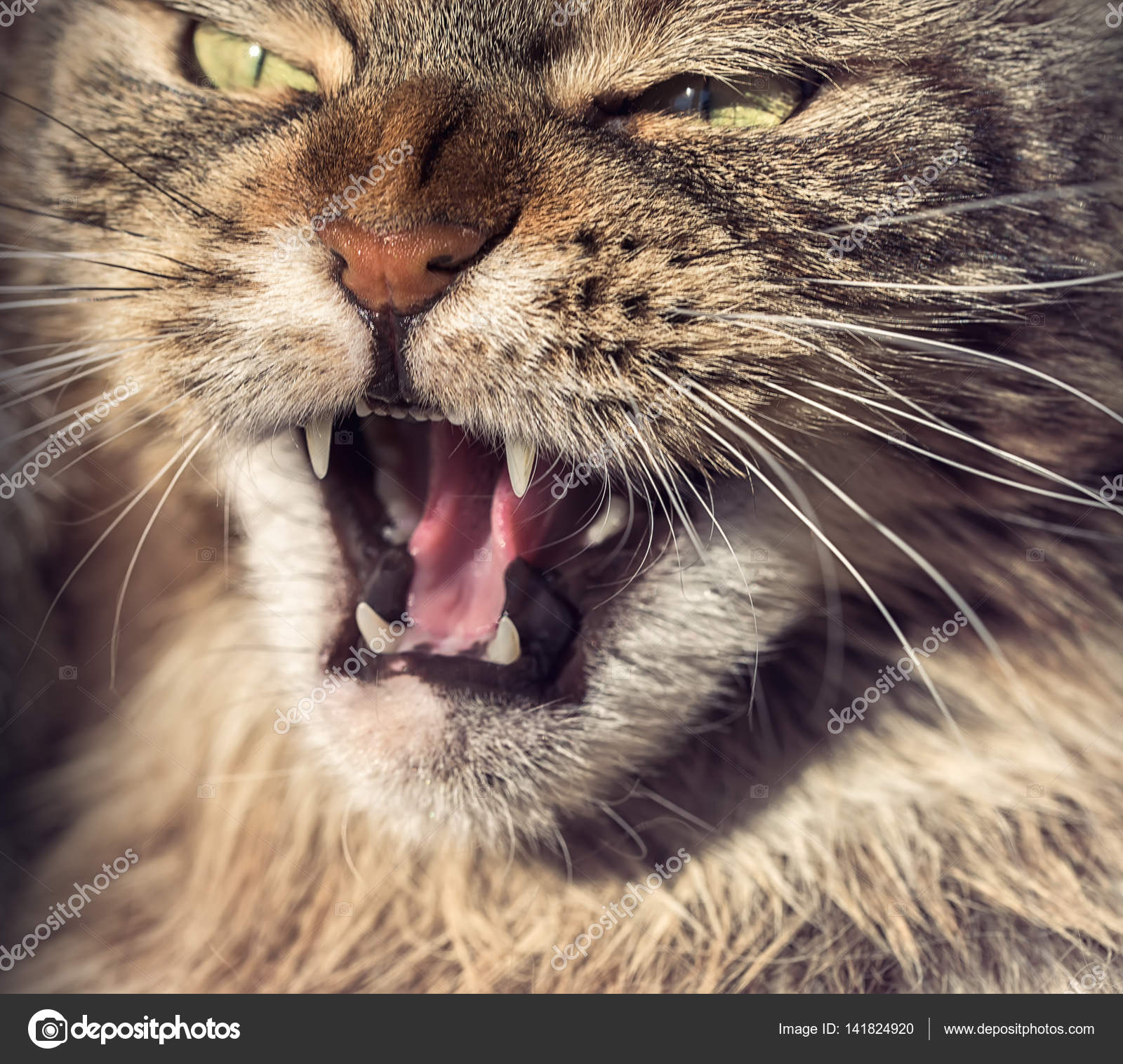Muso Di Gatto Arrabbiato Foto Stock Ollegn 141824920