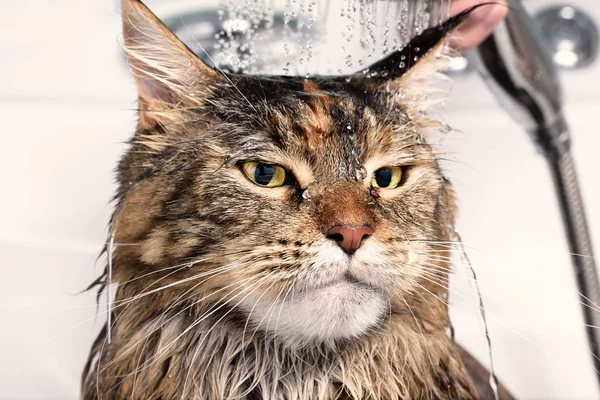 Wet cat in bath