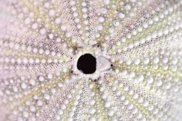 sea urchin closeup