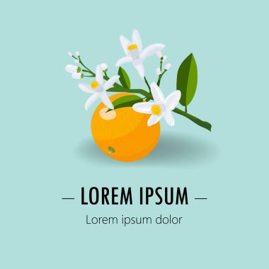 Taze narenciye ve yarımlar. Portakal vektör illüstrasyonu