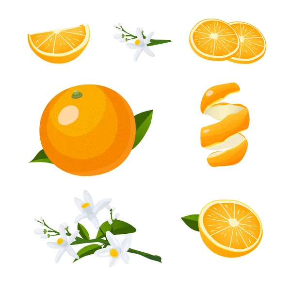 Świeże owoce cytrusowe całe i połówki. Ilustracja wektora pomarańczy — Wektor stockowy