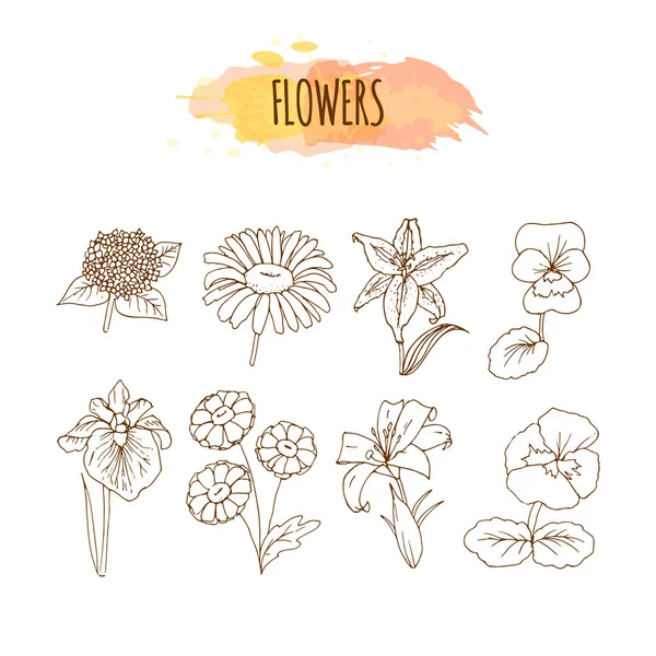 Hand getrokken bloem Set. Floral illustratie. — Stockvector