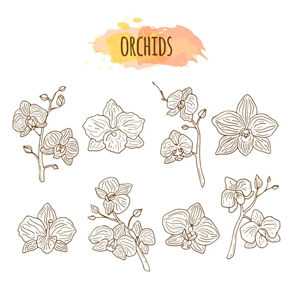 Orchidee Blumen Hand gezeichnet Set. — Stockvektor
