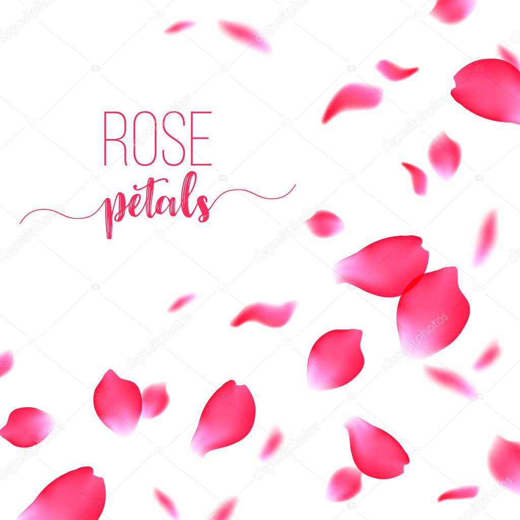 Rose red petals falling on a white background