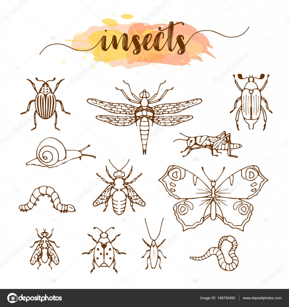 The Elements of Entomology - Loyal Books