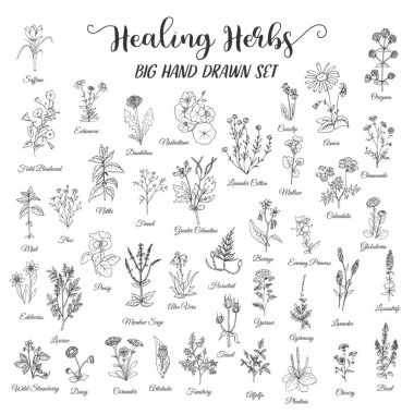 Herbs and Wild Flowers clipart