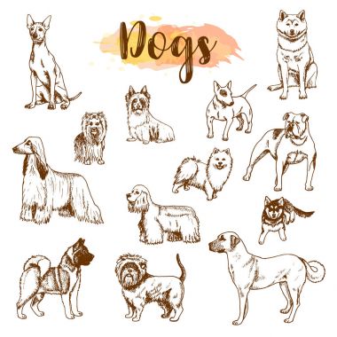 Elle çizilmiş köpekler doğurmak küme. Beyaz arka planda vintage tarzı vektör Serbest Çizim illüstrasyon izole köpek taslağını