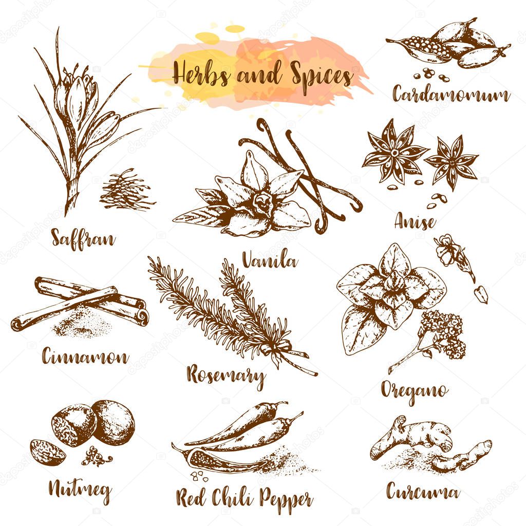 Herbs and spices vector illustration. Herb, plant, spice hand drawn set. Organic healing herbs engraving. Vector botanical sketches. Vanila, oregano, shaffran and cinnamon