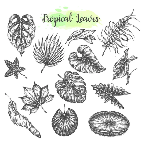 Feuilles tropicales, palmier, feuille de jungle Ensemble tropical Leves exotiques dessinées à la main. Vecteur — Image vectorielle