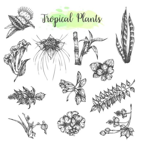 Colección tropical con flores y hojas exóticas. Conjunto botánico con plantas tropicales. Vector de bambú y Dionaea muscipula — Vector de stock