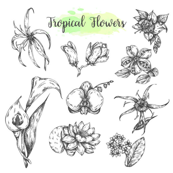 Тропические цветы Рука нарисовала цветок лотоводной лилии, орхидею, Касабланку. Цветочный тропический набор. Векторная иллюстрация
