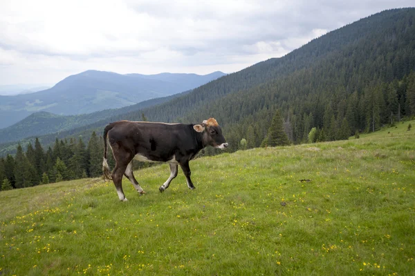 Vache dans un pâturage d'été. — Photo