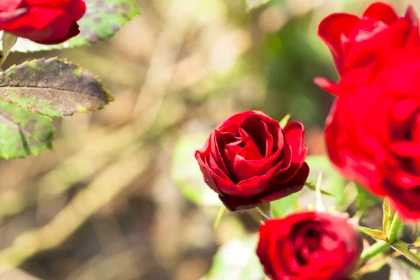 Um monte de flores. — Fotografia de Stock