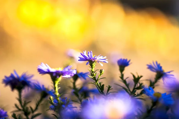 Bunch of flowers