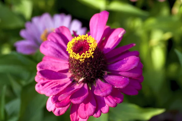 Bunch of flowers