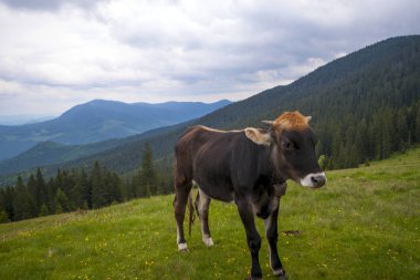 Yaz otlağında inek.