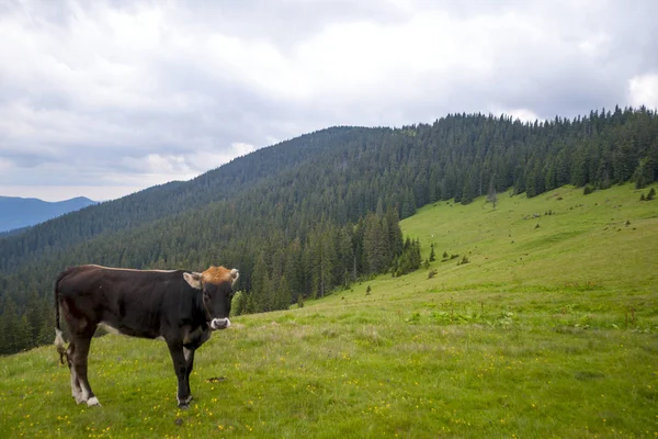 Vache dans un pâturage d'été. — Photo