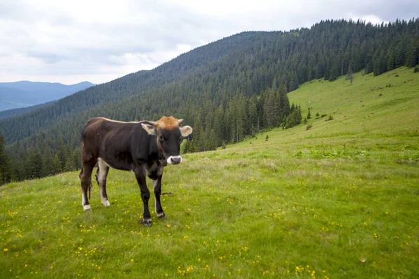Yaz otlağında inek.