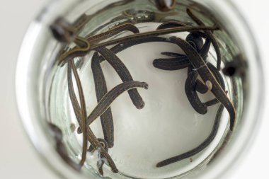 Hirudotherapy. Tıbbi sülük