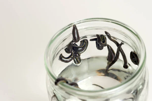 Hirudotherapy. Medical leeches — Stock Photo, Image