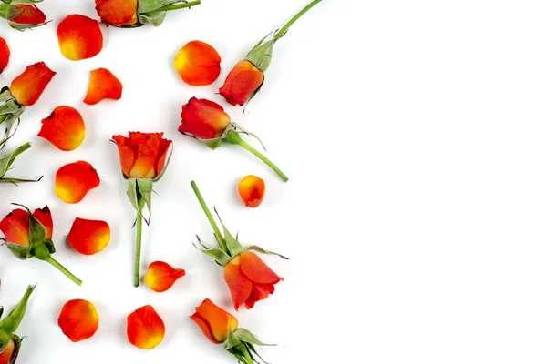 Fondo de rosas naturales rojas — Foto de Stock