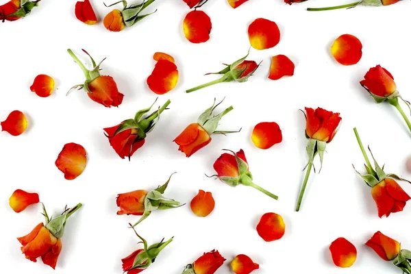 Фон червоних натуральних троянд — стокове фото