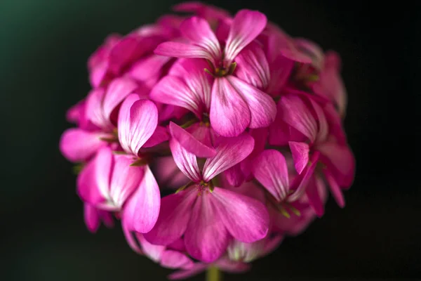 Linda fada sonhadora mágica rosa roxo flores no fundo embaçado desbotada — Fotografia de Stock