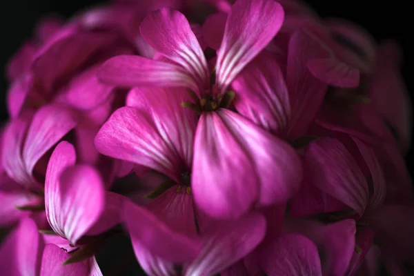 Linda fada sonhadora mágica rosa roxo flores no fundo desbotada embaçada. foco seletivo suave !!! — Fotografia de Stock