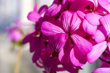 Güzel peri rüya gibi sihirli pembe mor çiçekler solmuş bulanık arka plan üzerinde