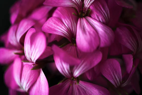 Linda fada sonhadora mágica rosa roxo flores no fundo embaçado desbotada — Fotografia de Stock