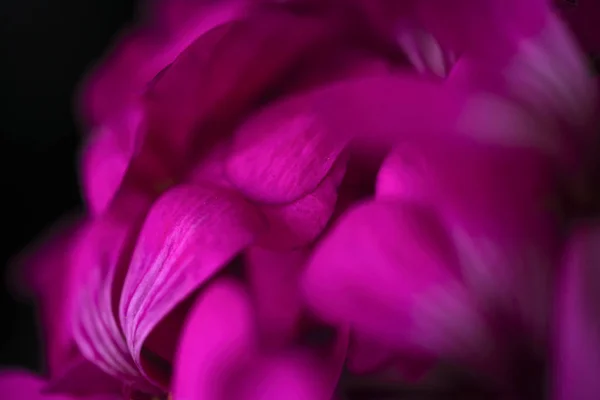 Beautiful fairy dreamy magic pink purple flowers on faded blurry background — Stock Photo, Image