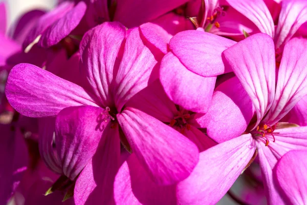 Belle fée magique rêveuse rose fleurs violettes sur fond flou fané — Photo