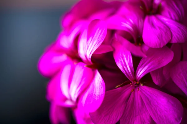 Beautiful fairy dreamy magic pink purple flowers on faded blurry background