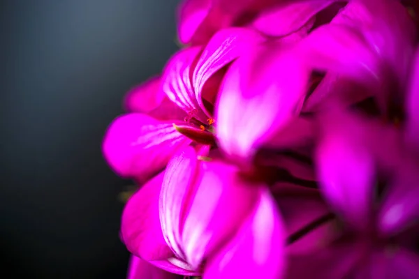 아름 다운 요정 꿈꾸는 매직 핑크 보라색 꽃 어두운 흐린 배경 — 스톡 사진