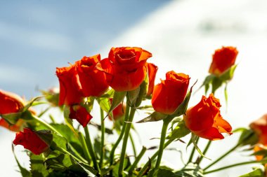 Çiçek demet. Kırmızı gül