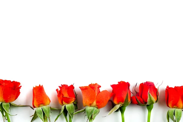 Червоні троянди на білому тлі — стокове фото