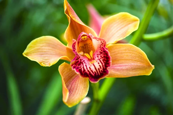 Fleur d'orchidée et fond de feuilles vertes avec lumière du soleil dans le jardin . — Photo