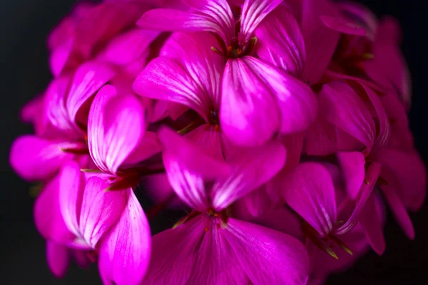 美丽的仙女梦幻魔术粉红色紫色的花朵褪色模糊背景 — 图库照片