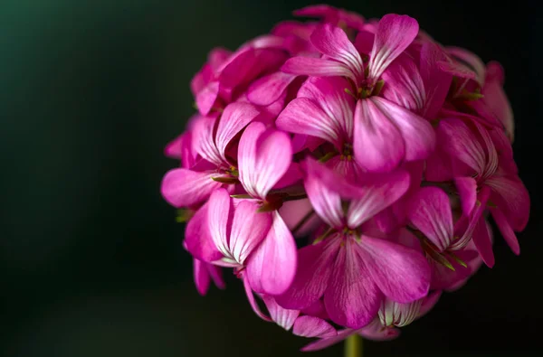 Linda fada sonhadora mágica rosa roxo flores no fundo embaçado desbotada — Fotografia de Stock