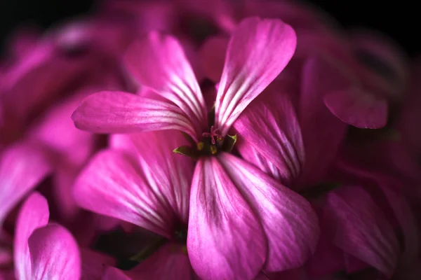 Gyönyörű tündér álmodozó magic rózsaszín lila virágok fakó elmosódott háttér — Stock Fotó