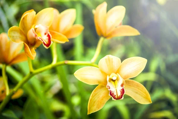 Fleur d'orchidée et fond de feuilles vertes avec lumière du soleil dans le jardin . — Photo